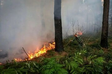 عرصه‌های جنگلی چالوس دچار حریق شد